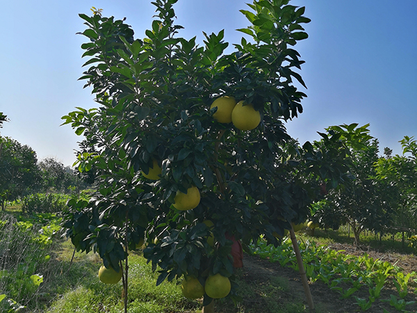 8公分柚子樹(shù)
